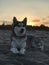 Beautiful young dog Malamute breeds on the ocean beach