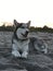 Beautiful young dog Malamute breeds on the ocean beach