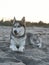 Beautiful young dog Malamute breeds on the ocean beach