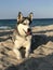 Beautiful young dog Malamute breeds on the ocean beach