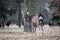 Beautiful  Young Dybowskii Deer in the Forest Winter