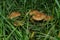 Beautiful young edible Fairy Ring mushrooms or Clove mushrooms Latin: Marasmius oreades in grass, closeup. Natural ECO products