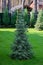 Beautiful young evergreen blue spruce Christmas tree in the home garden on the lawn. Landscaping