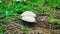 Beautiful Young fruiting bodies of Parasol Mushroom in high green grass