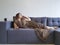 Beautiful young full girl lies on the couch phoneleisure cup relaxation dreams