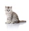 Beautiful Young Furry Kitten  on White Background