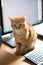 Beautiful young ginger tabby cat well-fed and satisfied sits at home working place next to keyboard and monitor