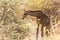 Beautiful young giraffe seen feeding in trees during a golden hour evening