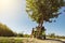 Beautiful young girl in shorts standing beside old timer classic camper van beneath the tree on a bright and warm summer day