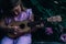 Beautiful young girl with ukulele