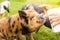 Beautiful young girl on vacation feeding pigs