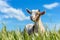 Beautiful Young Goat Grazing on a Vibrant Sunlit Meadow in the Warmth of a Bright Summer Day