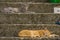 A beautiful young gray and orange cat lying on a concrete stairway in the courtyard