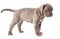 Beautiful young gray puppy italian mastiff cane corso (1 month)