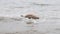 Beautiful Young Gray Swan Swimming in the Lake and Eating Food, Diving for Food