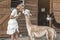 Beautiful young happy woman with alpaca in summer day. Woman with alpacas. Pretty girl with cute alpacas in village, outdoor.