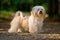 Beautiful young havanese dog is standing on a sunny forest path