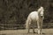 Beautiful young horse (sepia)