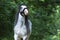 Beautiful young horse stallion irish cob tinker in summer forest