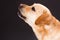 Beautiful young labrador, studio portrait.