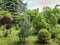 Beautiful young landscaped garden with decorative evergreens and lots of greenery. Austrian pine and Thuja occidentalis in foregro