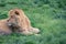 Beautiful young lion looks back lying on the green grass, copy space