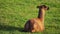 A beautiful young llama lies on the green grass.