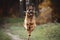 Beautiful young long haired female german shepherd dog running with stick on the road in daytime in autumn forest