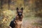 Beautiful young long haired female german shepherd dog sitting on the road in daytime in autumn