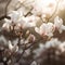 Beautiful young magnolia trees with pink flowers.Generated by AI