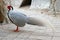 Beautiful Young Male Silver Pheasant Standing on the Ground