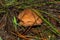 Beautiful young mushroom Suillus luteus or Slippery jack in the grass after the rain. Suillus luteus closeup.