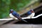 Beautiful young nestlings barn swallows Hirundo rustica