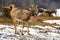 Beautiful young Pere David`s deer  walking free near bales of hay and other deer in a field