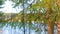 Beautiful young pine branch with fresh green small needles on lake background.