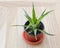 Beautiful young pineapple on wooden background. How to grow pineapple at home