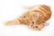 Beautiful young playful lazy cat. Adorable orange pet. Cute red kitten with classic marble pattern lies isolated