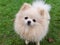 Beautiful young pomeranian dog on lead standing on grass looking at camera