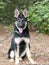 Beautiful young pure breed German Shepherd Dog sitting down