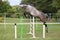 Beautiful young purebred horse jump over barrier. Free show jumping outdoors