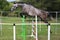 Beautiful young purebred horse jump over barrier. Free show jumping outdoors