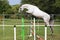 Beautiful young purebred horse jump over barrier. Free show jumping outdoors