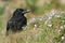 A beautiful young Raven Corvus corax perched on the clifftop on Orkney, Scotland surrounded by wildflowers.