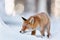 Beautiful young red fox Vulpes vulpes. Fox looking for food under the snow. Wildlife scene with nature predator. Animal in
