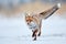 Beautiful young red fox Vulpes vulpes. Fox looking for food under the snow. Wildlife scene with nature predator. Animal in