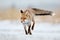 Beautiful young red fox Vulpes vulpes running away from freshly fallen snow. Wildlife scene with nature predator. Animal in