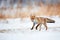 Beautiful young red fox Vulpes vulpes running away from freshly fallen snow. Wildlife scene with nature predator. Animal in