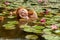 Beautiful young red-haired mermaid woman sensually seductively delights in the water, with pink water lilies and rests on her