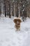 Beautiful young red russian spaniel dog rushing on snowy path in the forest