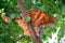 Beautiful young red tabby cat climbs tree